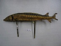 藏品(中華鱘)的圖片